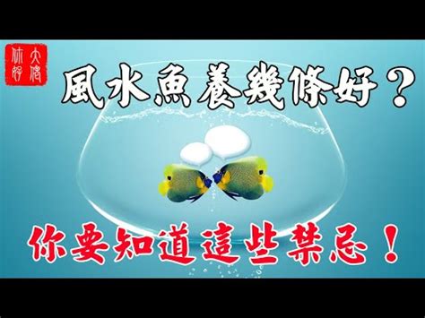 風水養魚數量|【魚要養幾隻比較好】家裡養幾條魚財運好？養單數吉利還是雙。